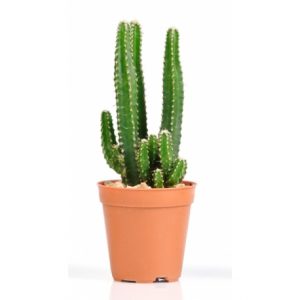 maceta con cactus